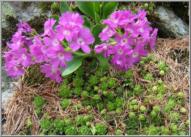 Safari botanico all''Alpe Devero